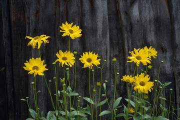 zółte kwiaty na tle desek © ftomasz