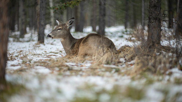 Deer laying in snowy woods, Lake Louise, Alberta, Canada