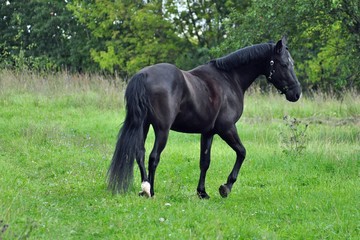 horse in the field