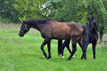 Chestnut and black horse on green grass