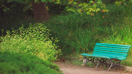 old park bench blue among wondrous plants