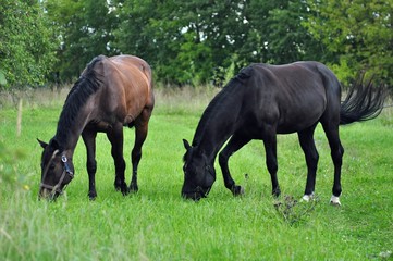 Fototapeta premium Green pasture and two horses