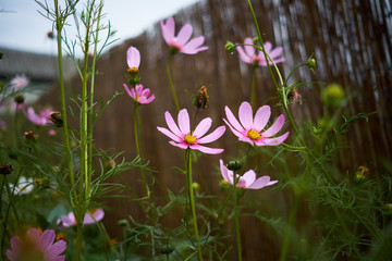 kolorowe kwiaty w przydomowym ogrodzie © ftomasz