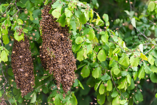 Swarming bees. A large swarm of bees flew on the tree. The capture of the bee colony.