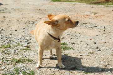 Smooth-haired Chihuahua dog