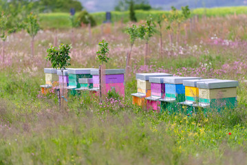 Apiary on a blooming field. Colorful beehives for bees.