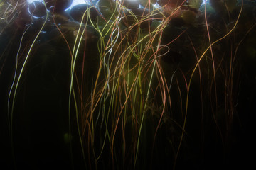 A chaotic tangle of lily pads grow wild in a shallow pond on Cape Cod, Massachusetts. Ponds and lakes cover about 2% of the planet's surface but contain most of the world's freshwater.