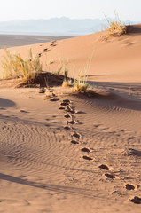 Footsteps on a sand dune in the Namib Desert, Namibia