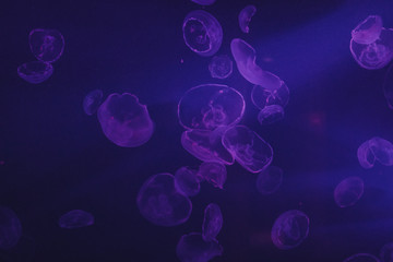 Purple Jellyfish group in the ocean 