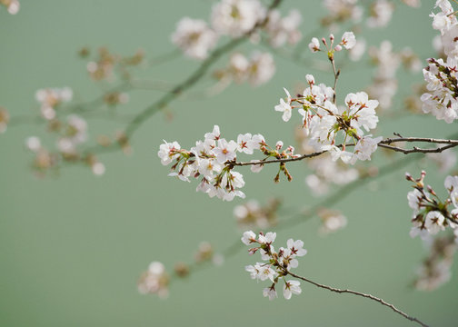 Close up delicate pink cherry blossoms on branch