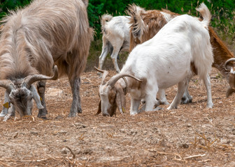 Obraz premium Herd of goats grazing on a pasture. The goats are eating hay
