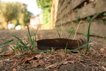 A lonely feather in some grass and tweaks.
