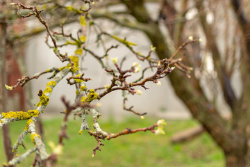 Lichen on the branches of an apple tree - Xanthoria parietina. Fruit plant disease.