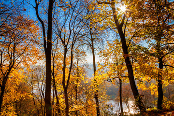 golden trees and a shining sun