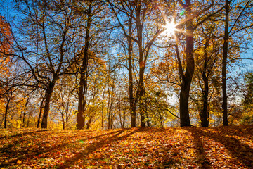 autumn view with shining sun