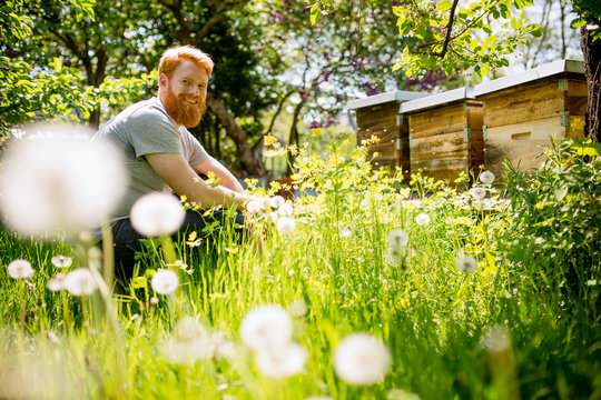 Portrait happy man with beard gardening in sunny garden