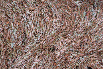 brown and green coniferous pine needles after the rain, top view, background texture