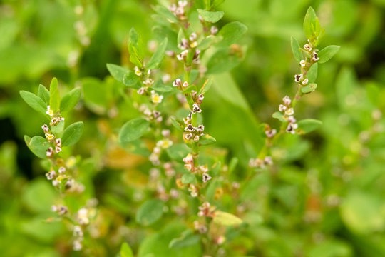 Herbaceous plant Sporish bird (Polygoni avicularis herba, Knotweed bird) with small pale pink flowers