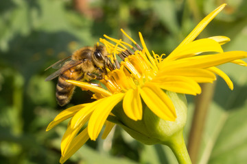 Biene auf der Blüte einer Silphie © Aloisia