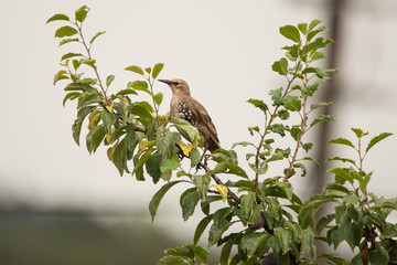 junger Star in einem Obstbaum