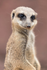 meerkat (Suricata suricatta) looking around