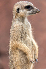 meerkat (Suricata suricatta) looking around