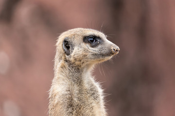 meerkat (Suricata suricatta) looking around