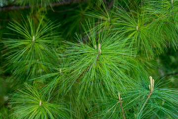pine tree close up 