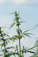 Cannabis leaf, medical marijuana. Cannabis flowers and seeds in green field with back light. Marijuana plant leaves growing high.