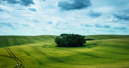 Scenic view green farmland and stand of trees, Brandenburg, Germany