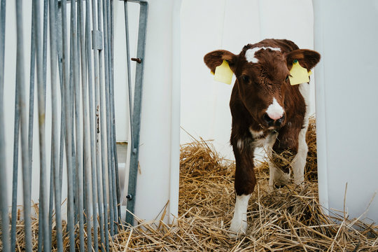Portrait tagged cow calf