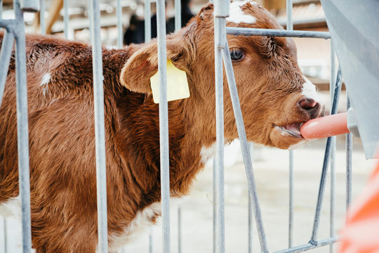 Close up cow calf drinking from nozzle