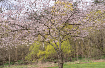 Obraz premium Enchanted pink cherry blossom tree 