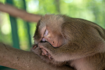 Charming little monkey slipping on a tree in the shade from the sun. Animals in the wild