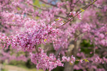 Obraz premium pink cherry blossom branch close up 