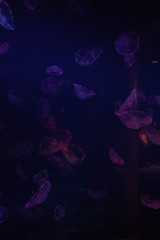 Purple Jellyfish group in the ocean 