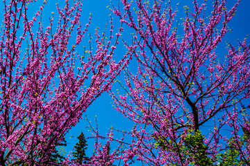 redbud tree with pink flowers against peacock blue sky