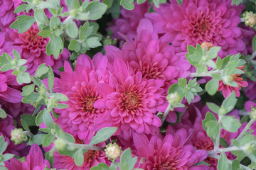 big pink dahlia flowers soft focus with green leaves