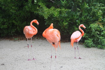 Three Beautiful Pink Flamingos