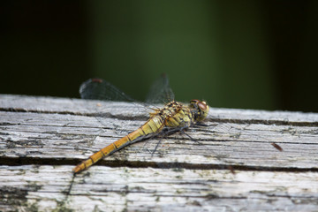 Weibchen der blutroten Heidelibelle