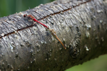 Blutrote Heidelibellen, Männchen und Weibchen