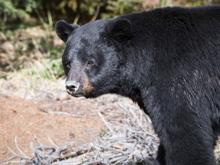 Fototapeta premium Black bear in the wild