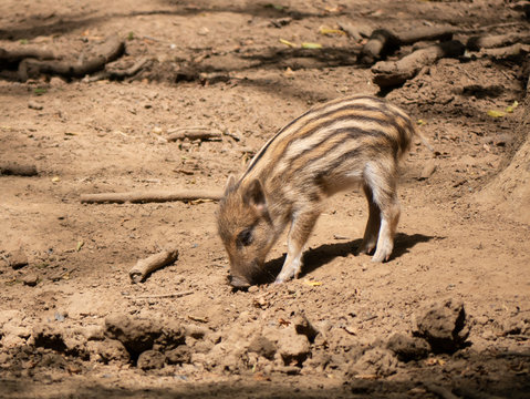 Jeune marcassin de moins de 6 mois, ray&eacute;