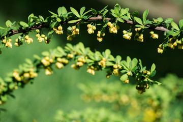 Young spring leaves and flowers of Japanese barberry (Berberis thunbergii)