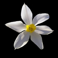 Fototapeta na wymiar White flower narcissus against the sky and green leaves. Soft focus.