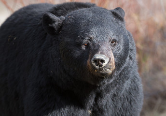 Fototapeta premium Black bear in the wild
