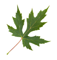 green leaf of Silver Maple tree isolated