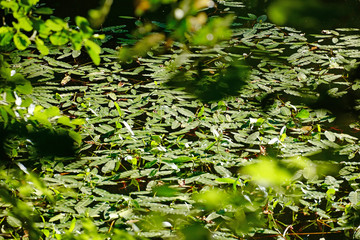 Lüdenscheid Fuelbecker Talsperre grüne Blätter im Wasser