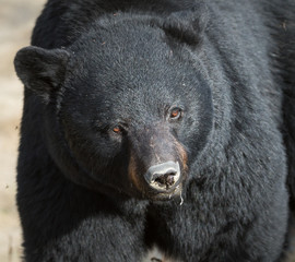 Black bear in the wild