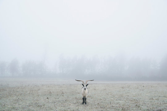 Peacock goat standing in foggy field